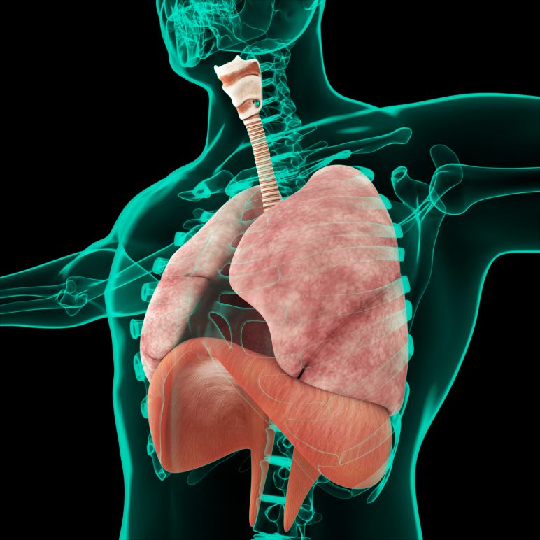 Zusammenhang Zwerchfell und Lungensystem